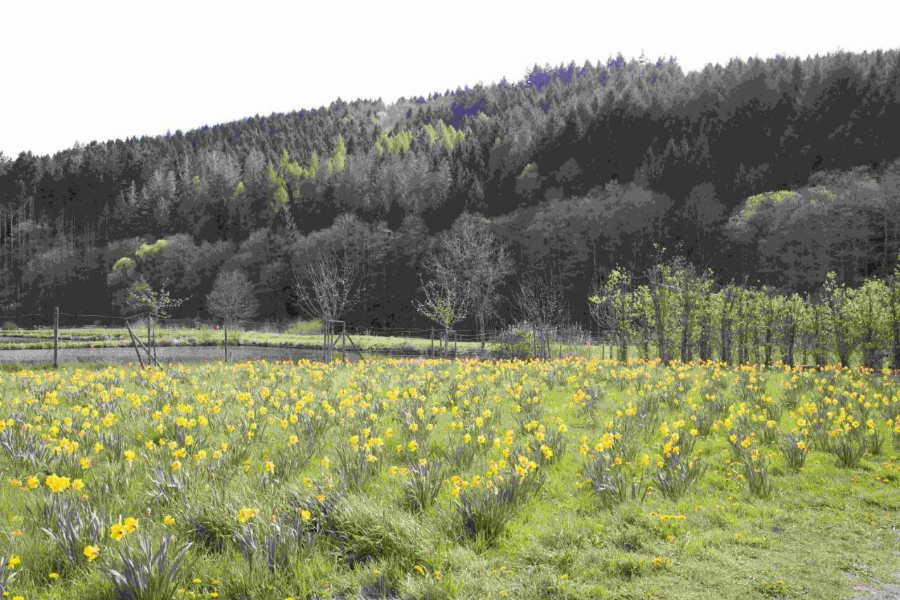 Ferienhaus Salmtal Himmerod Großlittgen 外观 照片